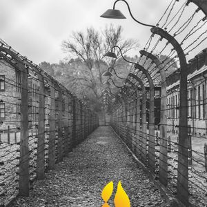 Op 27 januari 1945 (81 jaar geleden) werd Auschwitz bevrijd: het Nazi-vernietigings- en concentratiekamp waar vele Joden, Roma, Sinti, Polen en Sovjet-krijgsgevangenen op gruwelijke wijze van het leven werden beroofd. Sinds 2005 is deze dag door de Verenigde Naties uitgeroepen tot Holocaust Memorial Day, zodat we de verschrikkingen van toen en de kwetsbaarheid van vrijheid nooit vergeten. 🕊️
Nu ooggetuigen ons steeds meer ontvallen, is het aan ons om hun verhalen levend te houden. Vereeuwig het bevrijdingsverhaal van jouw familielid op bevrijdingsverhalen.nl en maak de waarde van vrijheid, vrede en veiligheid voelbaar voor jonge generaties. #MaakHetVerschil #Bevrijdingsverhalen